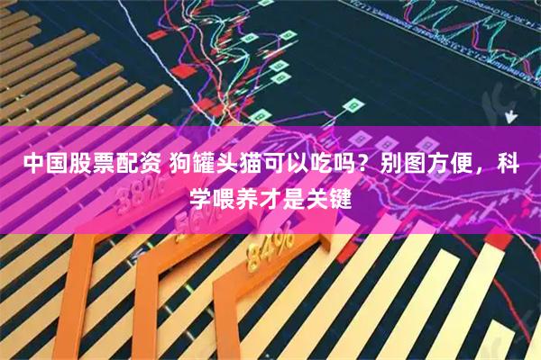 中国股票配资 狗罐头猫可以吃吗？别图方便，科学喂养才是关键