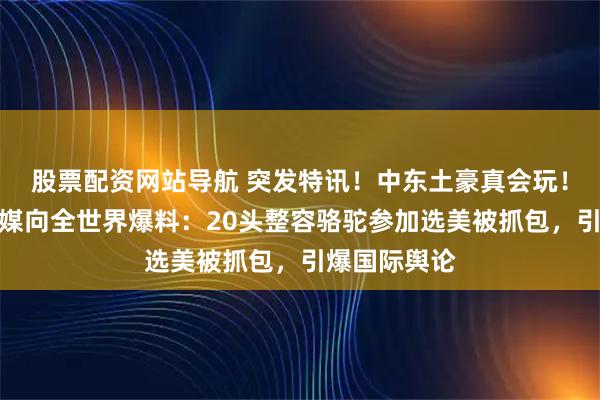 股票配资网站导航 突发特讯！中东土豪真会玩！很抽象！外媒向全世界爆料：20头整容骆驼参加选美被抓包，引爆国际舆论